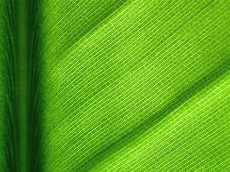 leaf rona black photography