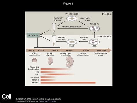 Stem Cells A Renaissance In Human Biology Research Ppt Download