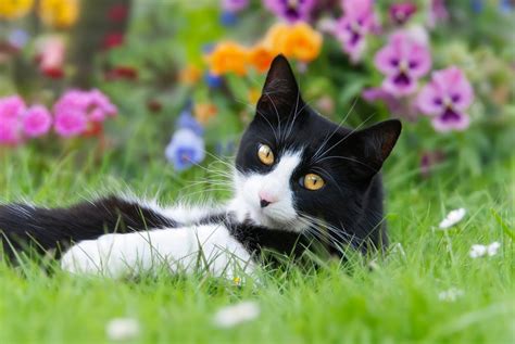 50 Most Popular Tuxedo Cat Names In 2022 - All About Cats