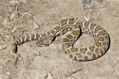 12 Types Of Rattlesnakes In California Pictures Reptile Jam