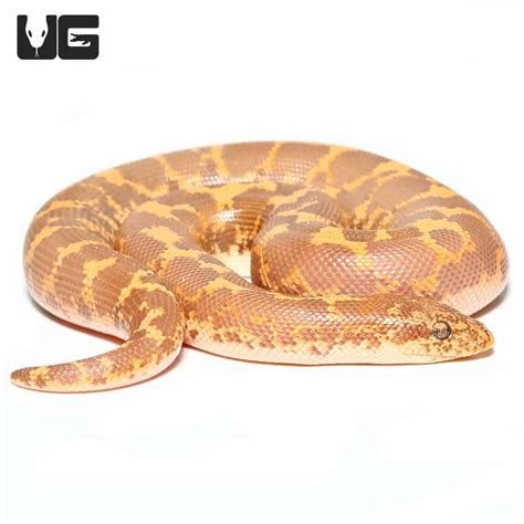 Baby Blonde Albino Kenyan Sand Boas Eryx Colubrinus For Sale Underground Reptiles