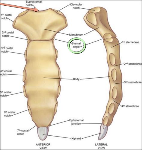 sternum anatomical landmarks diagram quizlet