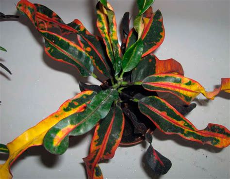 Кротон виды с фото и названиями