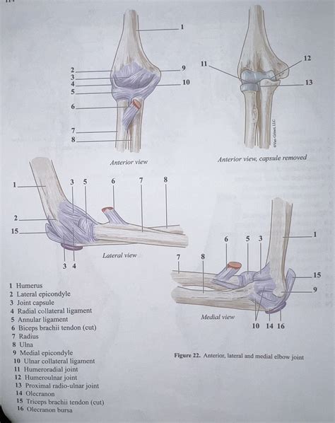 Elbow Joint Diagram Quizlet