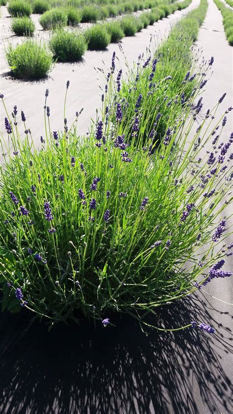 Lavendel NaturHaus Plantacja Lawendy Sklep Internetowy Z