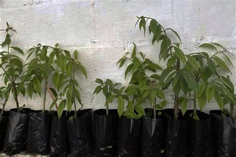 Como plantar ora pro nóbis saiba como cultivar e cuidar da planta