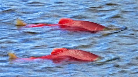 Sockeye Salmon TROUT AND SALMON PHOTOGRAPHY