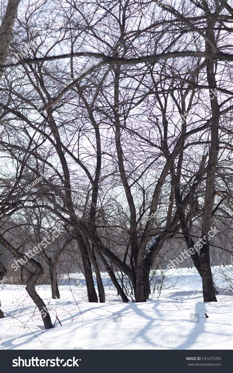 Naked Trees Park Winter Stock Photo 531675709 Shutterstock