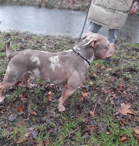 Tri lilac merle pocket bully – Stud My Dog – UK
