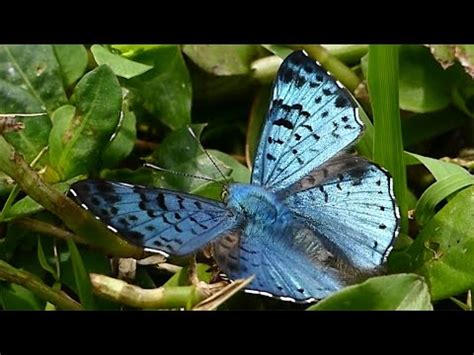 Fauna Brasileira Selvagem BORBOLETA LASAIA AGESILAS SILVESTRE Inseto