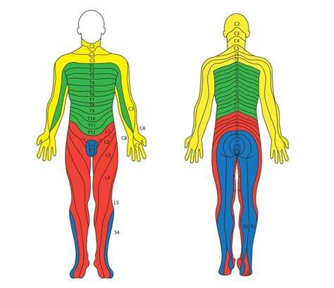 Scolorire Ascensore Villaggio Dermatomes Of Body Non Fare Oppressore