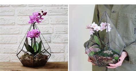 Весенний флорариум с орхидеей: советы по изготовлению и уходу | myDecor
