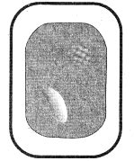 Observe the diagram, it is a plant cell undergoing plasmolysis ...