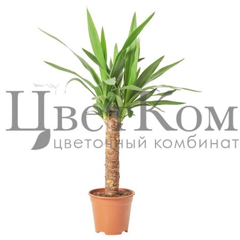 Юкка слоновая оптом: купить в Москве от производителя - питомника ЦветКом