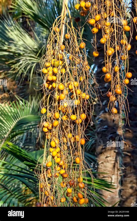 Palm Fruit Hi Res Stock Photography And Images Alamy