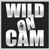 Asian Babe Squirts After Riding A Sybian Machine Feat Ember Snow By Wild On Cam XHamster