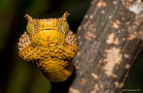 Vivid Images of New Snake Species | Live Science