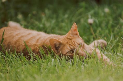 Premium Photo Cat In The Grass