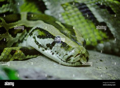 El Ojo De Python Reticulatus Parece Aterrador Y Es La Serpiente M S