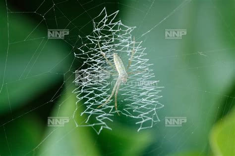 nnp photo library
