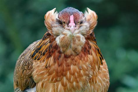 Bird Chicken Hen - Free photo on Pixabay - Pixabay