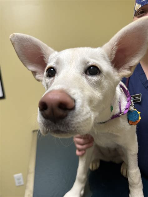Westford Veterinary Emergency & Referral Center - Good vibes only 👓 🐾
