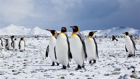 What Do Penguins Look Like? - Penguins Blog