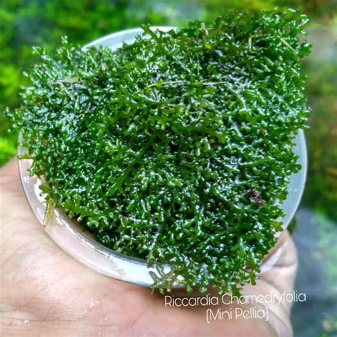 Jual Moss Ricardia Mini Pelia Bahan Aquascape Riccardia Lumut Aquarium Shopee Indonesia