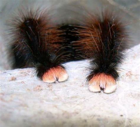 Did You Know That Spiders Have Adorable Tiny Paws Pet Spider Cutest