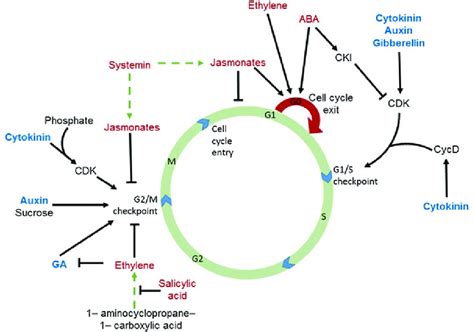 Schematic Diagram Of The Plant Cell Cycle And Regulatory Actions Of