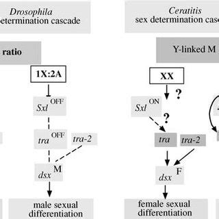PDF Sex Determination In Flies Fruitflies And Butterflies