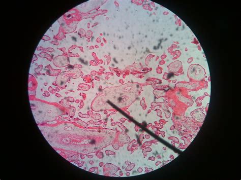 Histology on Tumblr