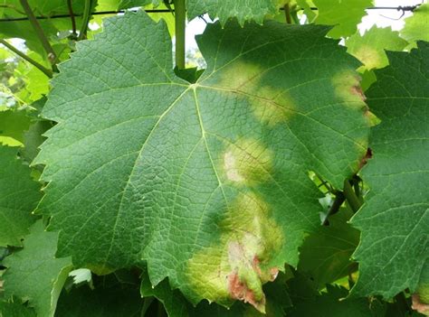 Болезни винограда: как проедотвратить, распознать и вылечить