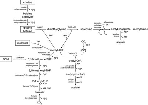 Proposed Model For Metabolism Of Dcm Methanol And Quaternary Amines Download Scientific