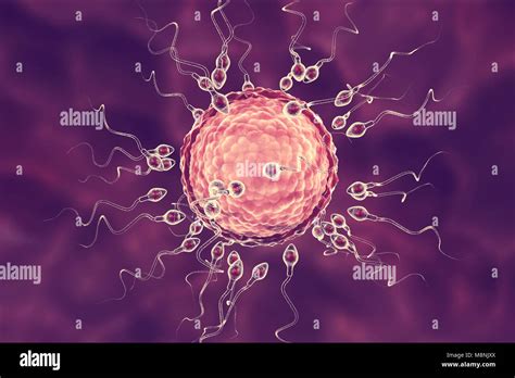 Befruchtungszygote Von Spermien Und Eizellen