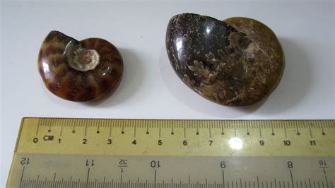 Ammonite Identification - Fossil ID - The Fossil Forum