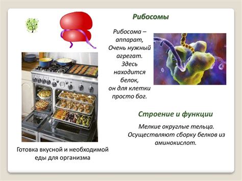 Микромир растительной клетки - презентация онлайн