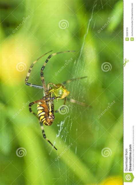 Aranha Da Vespa Bruennichi Do Argiope Foto De Stock Imagem De