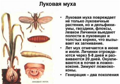 Как бороться с луковой мухой, химикаты и народные средства, правила ...