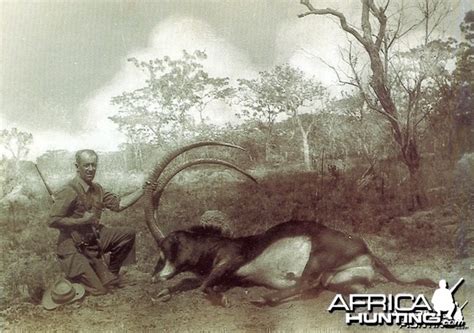 Angola Giant Sable