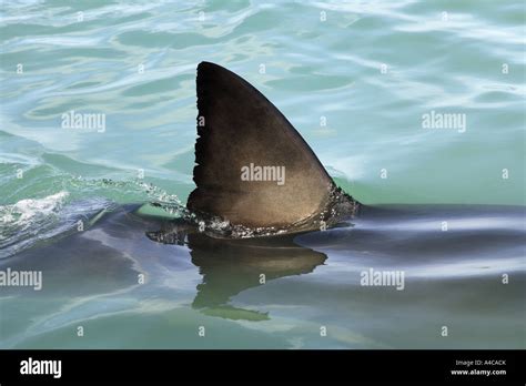 Great White Shark Dorsal Fin Breaking Surface South Africa Stock Photo