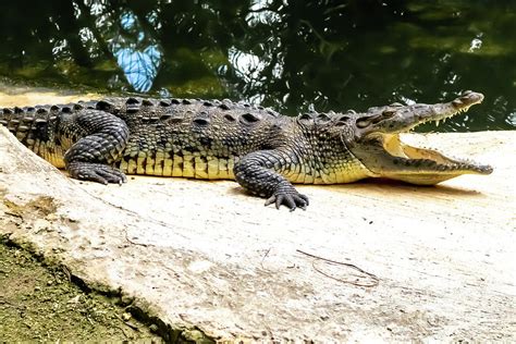 Crocodile on the prowl in Cozumel, Quintana Roo, Mexico Photograph by