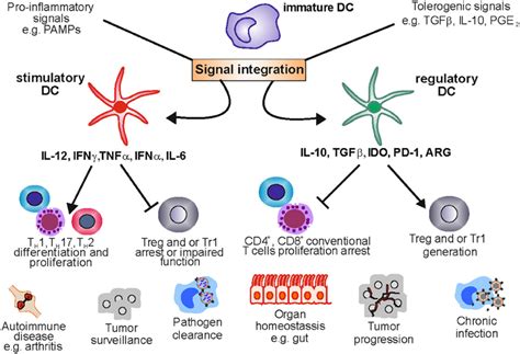 Dendritic Cells; Plasmacytoid Dendritic Cells; Interdigitating Cells ...