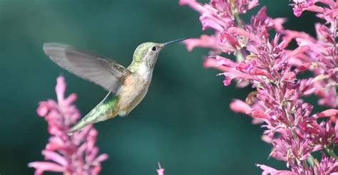 10 Plants That Will Attract Hummingbirds Into Your Garden – DecoFond