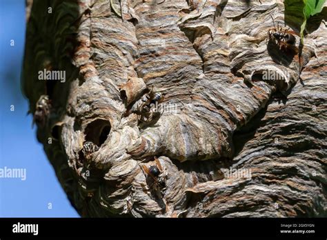 Bald Faced Hornet Dolichovespula Maculata Nest On A Tree In The