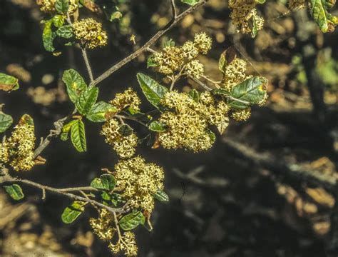 Pomaderris Prunifolia Australian Plants Society