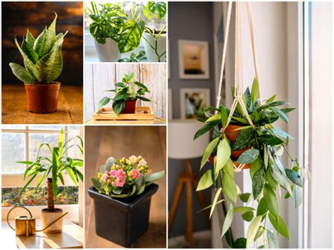 Hard To Kill Houseplants