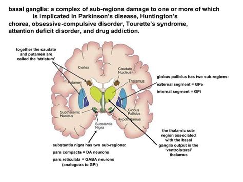 Cogs B Winter Lecture Basal Ganglia And Cerebellum Ppt