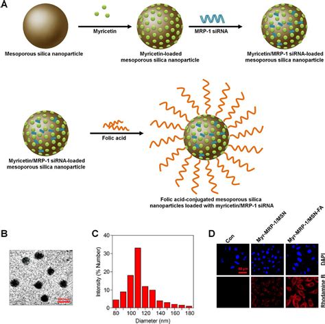 The Preparation Of Folic Acid Conjugated Mesoporous Silica