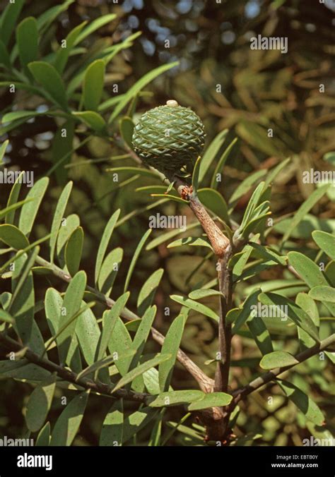 kauri pine agathis australis cone   branch stock photo alamy